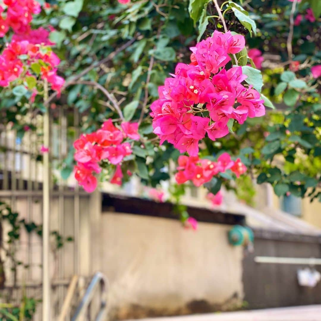 梅谷安里さんのインスタグラム写真 - (梅谷安里Instagram)「GOOD MORNING MACAO🌺 ポルトガルのような可愛いお花見つけた🌺 街を歩くのが楽しい〜！！！ #macao#trip#あん旅 #travelgram#澳門#🇲🇴 #マカオ#アンバサダー #楽しさがとまらないマカオ」11月13日 12時47分 - anriworld