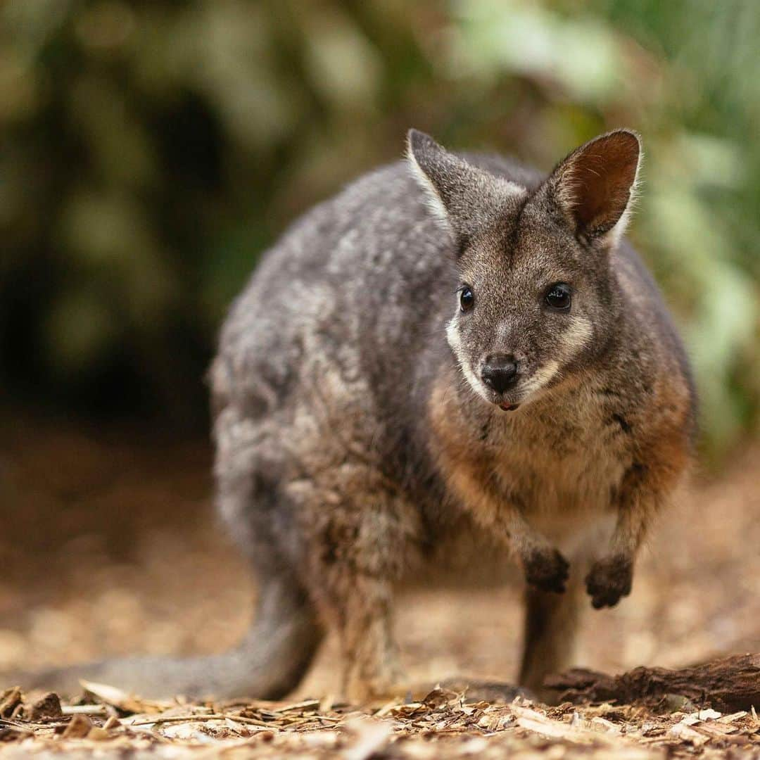 タロンガ動物園さんのインスタグラム写真 - (タロンガ動物園Instagram)「Our hearts go out to all those impacted by the horrendous bushfires affecting so many people, communities and wildlife across Australia right now.  This week we sat down with the veterinarian team from the Taronga Wildlife Hospital to find out what you should do if you come across wildlife injured in the bushfires.  Read their helpful advice on our blog – link in our profile. And for anyone seeking more information on the fires, please contact @nswrfs.  #forthewild」11月13日 12時49分 - tarongazoo