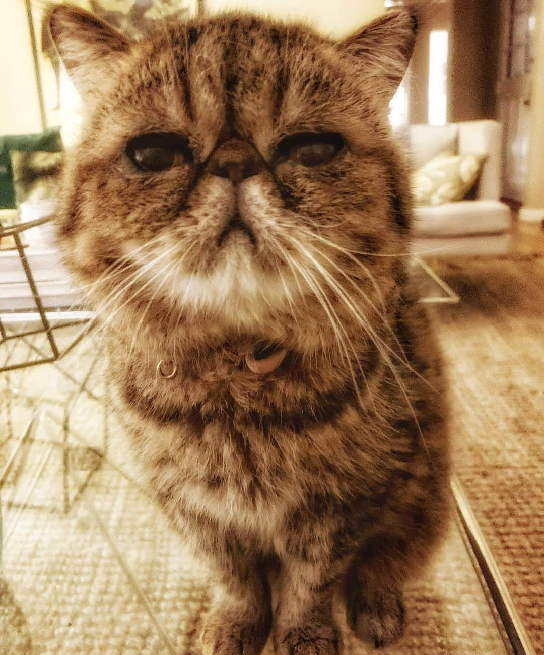 ケリー・オックスフォードさんのインスタグラム写真 - (ケリー・オックスフォードInstagram)「I have never had a pet like Gertie. She literally just sits and stares at you all day.」11月13日 13時01分 - kellyoxford