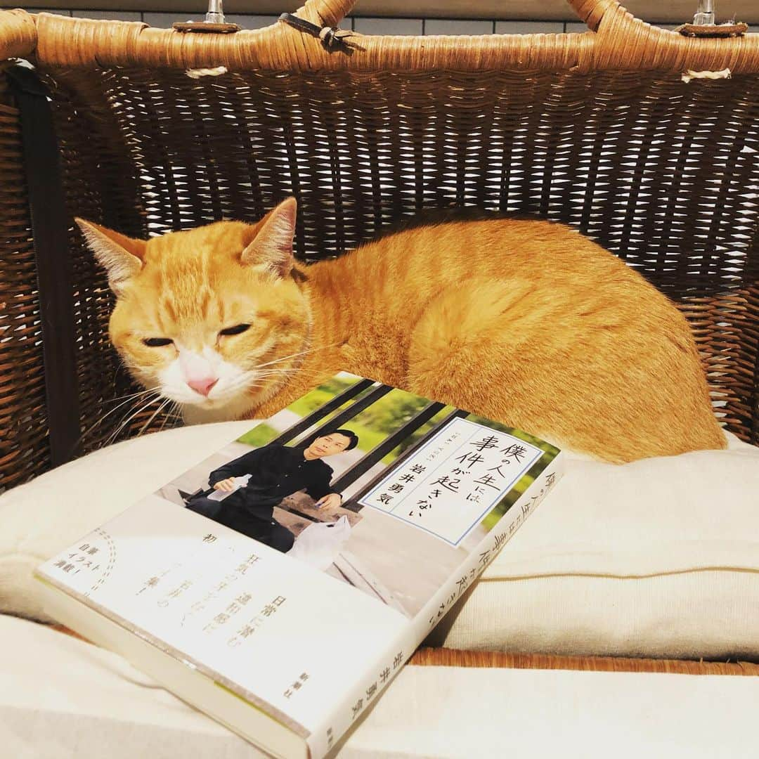 岩井勇気さんのインスタグラム写真 - (岩井勇気Instagram)「愛猫は冷ややかな目。」11月13日 13時22分 - iwaiyuki_neko