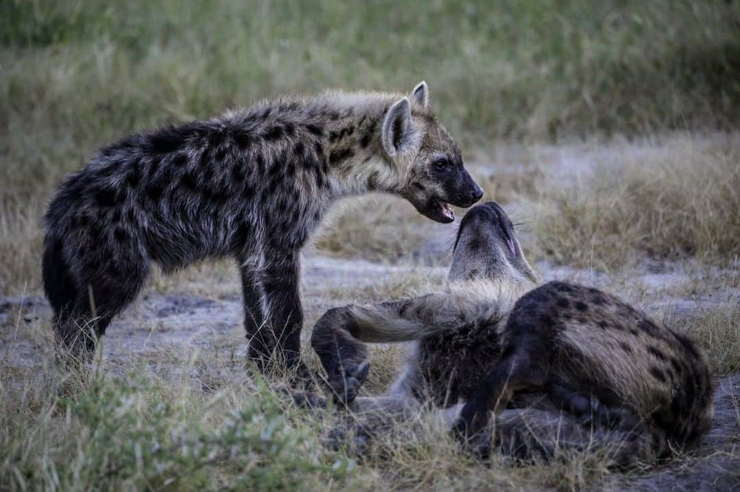 ナショナルジオグラフィックさんのインスタグラム写真 - (ナショナルジオグラフィックInstagram)「Photo by @mattiasklumofficial | Strong bonds! They are called vicious, false, and nasty, but all these are mostly human traits. Spotted hyenas are formidable, strong hunters, and efficient scavengers, and there are of course many sides to this incredible predator. I took this photograph of this cub greeting its mother in Mombo Camp in the Okavango Delta, Botswana. Even though hyenas look a lot like dogs, in fact they are more closely related to cats. Young hyenas are called cubs, and female hyenas are wonderful moms. They take excellent care of their babies, and most hyenas provide their cubs with milk for over one year. This is probably a necessity, as many kills are made far from the den, and hyenas do not bring back food and regurgitate it for their young. At about one year, cubs begin to follow their mothers on their hunting and scavenging forays. Until then, they are left behind at the den with a babysitting adult. Please go to @mattiasklumofficial to see images and films from our projects around the world! #spottedhyena #apexspecies #cub #mombo #carnivore @thephotosociety」11月13日 13時32分 - natgeo