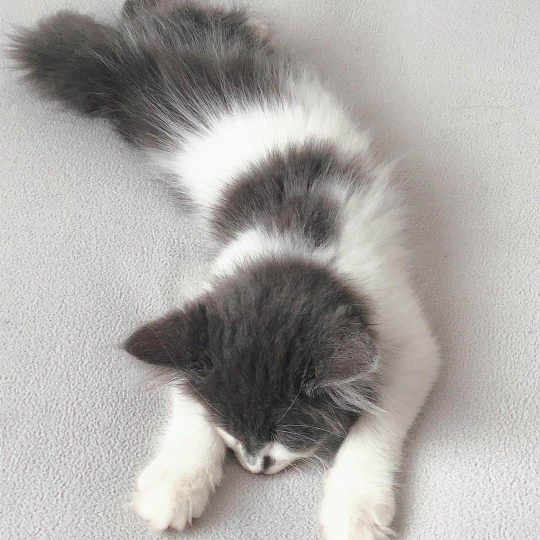 白又敦さんのインスタグラム写真 - (白又敦Instagram)「いっつも寝てるわ。 大きくなれよ。 #ネコ　＃猫　#猫スタグラム　#ネコスタグラム　#ペット」11月13日 13時40分 - shiramata0322