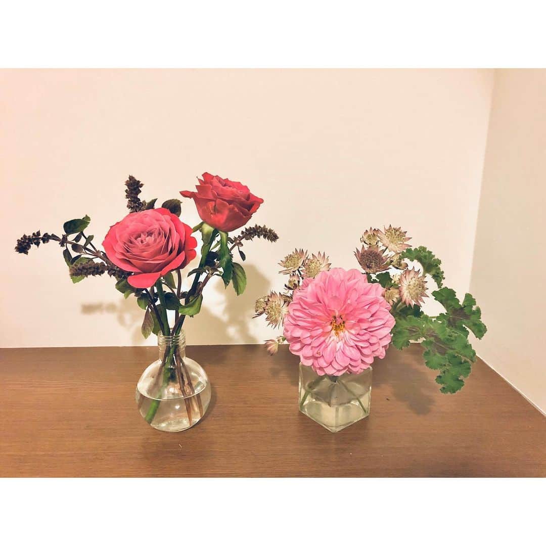 まぁむさんのインスタグラム写真 - (まぁむInstagram)「♡ . . お花かえた🌸🌼 ハッピー！ 右はねージャムのビンだよー( ◜◒◝ )🍓 花器を買えって話だ？？？ . . 今週末はダンボカよろりん🥺 🎻 . . . . #お花#花のある暮らし#薔薇#バラ#ダリア#flowers#flower_daily」11月13日 13時48分 - maamland