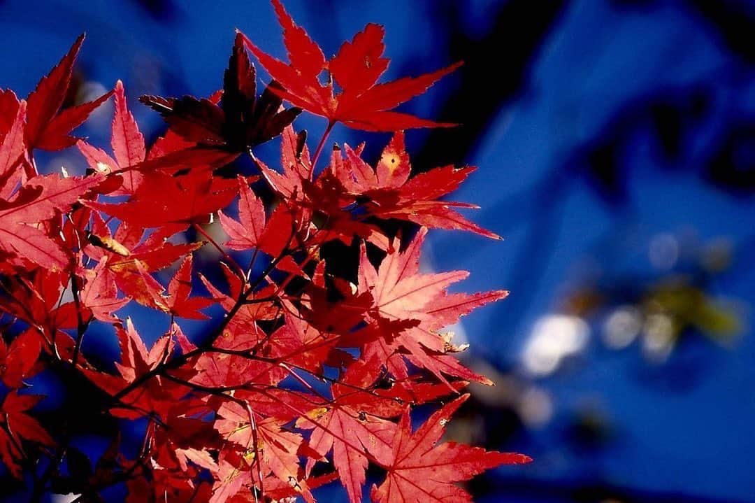 のインスタグラム：「船橋アンデルセン公園の紅葉が少しずつ色付いてきているようです🍁  見頃はもう少し先でしょうか？  キレイに色づくのが楽しみです✨  アンデルセン公園は自然がいっぱい！ お子様連れでも楽しめるスポットです👩‍👧‍👦 投稿ありがとうございました📸 【らぶちばseason8:@nya724さんの投稿】  #lovechiba8 #らぶちば　#loveloveCHIBA　#千葉県　#千葉　#chibaㅤ#船橋 #船橋市　 #紅葉　#秋の景色　#アンデルセン公園　#はなまっぷ #total_myred　#ちいき風景　#自然　#公園　 #千葉カメラ旅 #千葉カメラ部　 #写真好きな人と繋がりたい#カメラ好きな人と繋がりたい #japan」