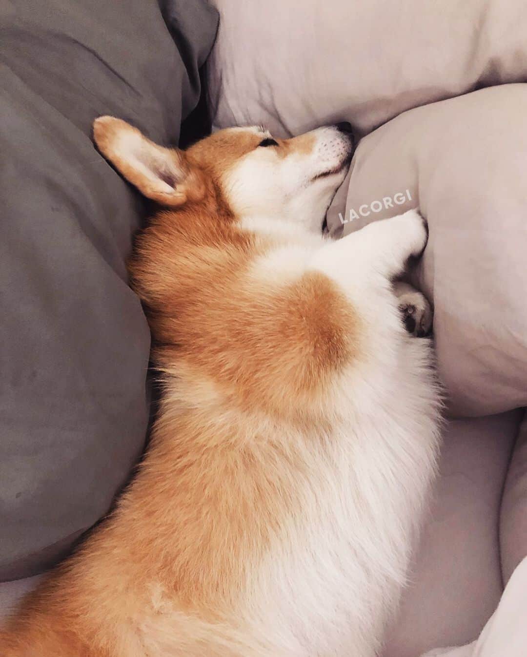 Geordi La Corgiさんのインスタグラム写真 - (Geordi La CorgiInstagram)「Where does your dog sleep? ⁣⁣⁣ ⁣⁣⁣ We used to not allow Geordi on our bed. But when he was about 2 years old, he learned that he could just wait until we fell asleep first and THEN jump on the bed. 🤦‍♂️ But he’s so fluffy and cuddly so we just gave up instead of trying to ban him again. We’re so weak!! 😭😂」11月14日 1時22分 - lacorgi