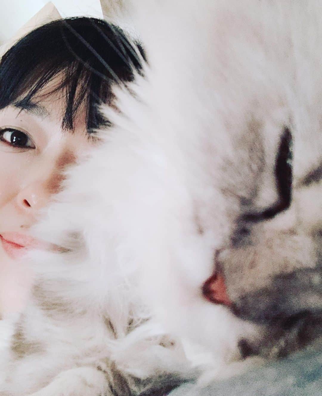 SATOKOさんのインスタグラム写真 - (SATOKOInstagram)「起きるたびに変な呪文かけられとる。 #catstagram #magiyoo #selkirkrex #セルカークレックス #猫との暮らし」11月13日 23時57分 - fc_satoko