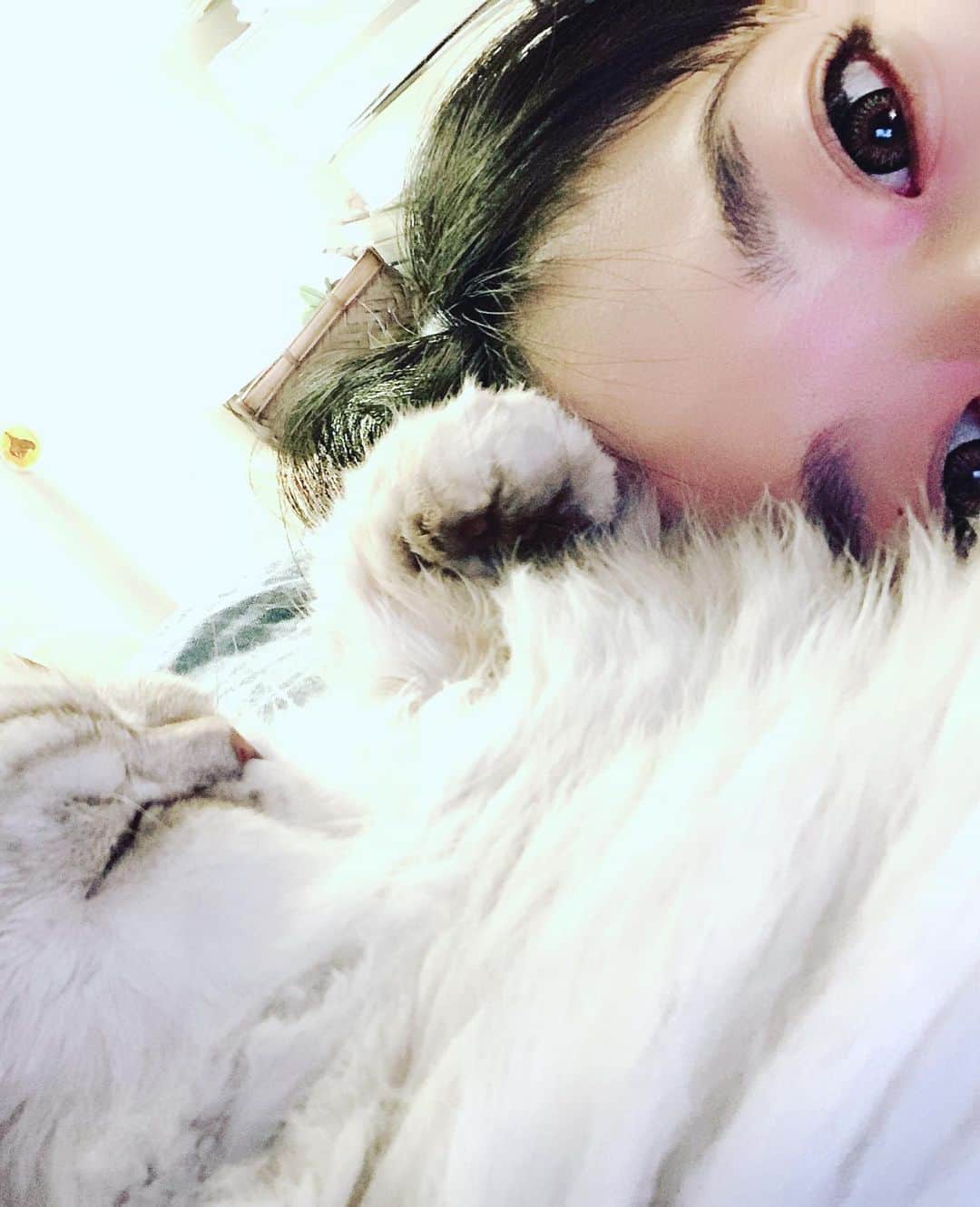 SATOKOさんのインスタグラム写真 - (SATOKOInstagram)「起きるたびに変な呪文かけられとる。 #catstagram #magiyoo #selkirkrex #セルカークレックス #猫との暮らし」11月13日 23時57分 - fc_satoko