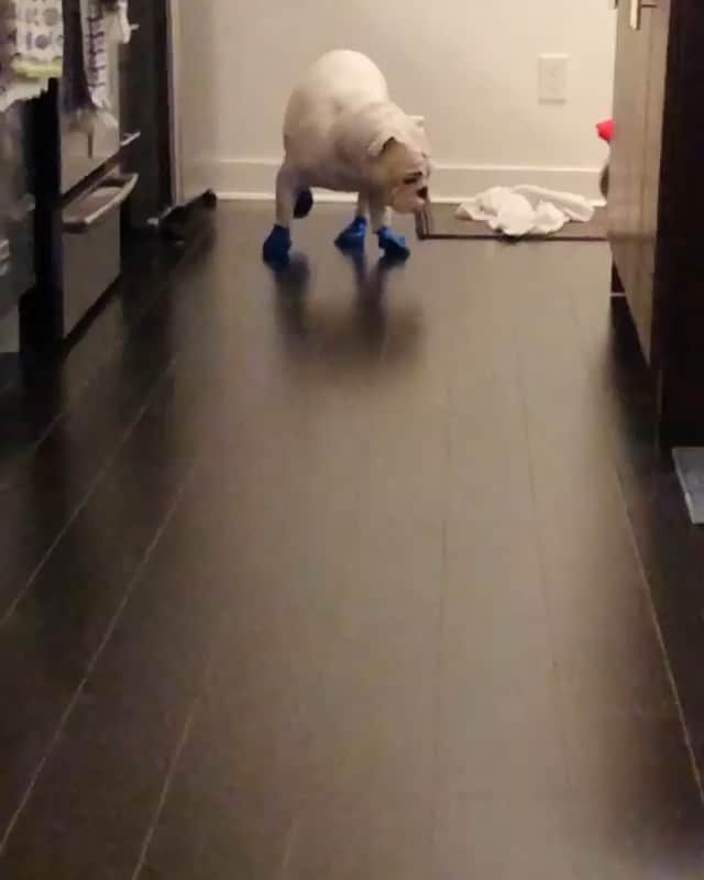 Bodhi & Butters & Bubbahのインスタグラム：「Just trying to make it through Wednesday 💁🏼‍♀️ . . . . . #bulldog #bootcamp #wednesday #cute #puppy #smile #funny #boy #dogsofinstagram #bestoftheday @mickeymickersons 🐶」