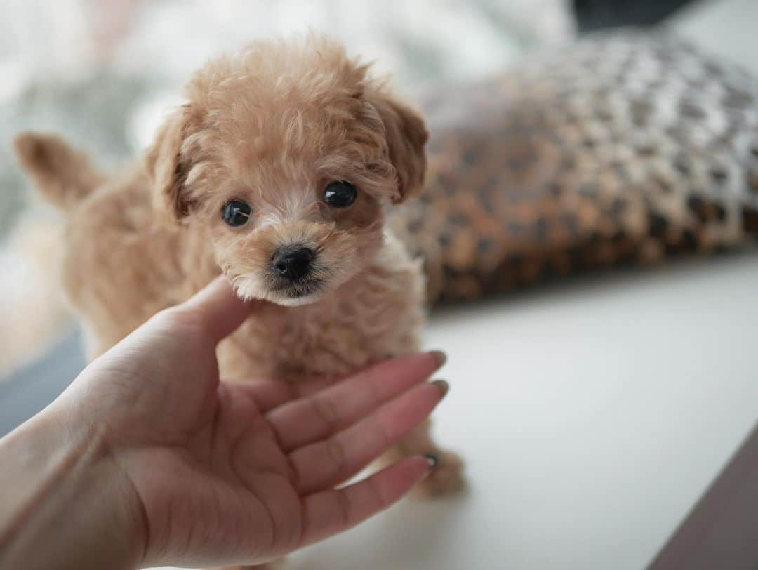 仲村美香さんのインスタグラム写真 - (仲村美香Instagram)「お家きてすぐのとき🐶🐾 赤ちゃんの顔してる🤤♡ 可愛いなぁ♡♡♡ 赤ちゃんの時の写真をたくさん載せたよぉぉぉー🥰 @grammy.dog ・ ・ ・ ・ #Grammy #dog #grammydog #犬 #fashion #poodlelove #dogstagram #doglover #dogs #いぬすたぐらむ #イヌスタグラム  #犬スタグラム #ドッグ#doglovers #仔犬　#子犬　#puppy #puppylove #puppydog#トイプードル #ティーカッププードル #poodle#わんすたぐらむ#わんこのいる生活」11月14日 0時56分 - mikapu0519