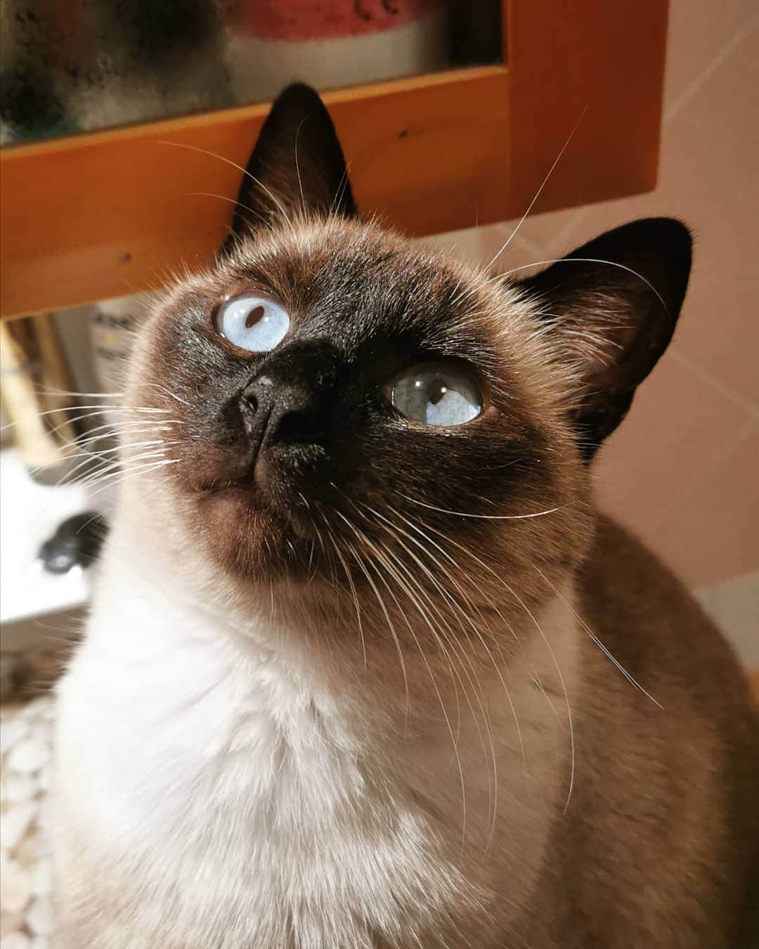 siamese_love_のインスタグラム：「from @luna_the_siamese_cat -  Wednesday I'll be whiskering 🐈✨ . . #cat #cats #catsagram #catstagram #instagood #kitten #kitty #kittens #pet #pets #animal #animals #petstagram #petsagram #photooftheday #catsofinstagram #ilovemycat #nature #catoftheday #lovecats #furry #sleeping #lovekittens #adorable #catlover #love#eyes」
