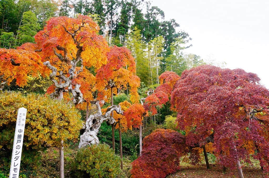 Rediscover Fukushimaさんのインスタグラム写真 - (Rediscover FukushimaInstagram)「Introducing another unique place to visit for soaking up the colours of the autumn leaves: Nakakamado in Iwaki City. This tree tends to look it’s best right at the end of November! It seems like it’ll take another couple of weeks for it to look like it does in this photo 🍁🍁」11月13日 16時30分 - rediscoverfukushima