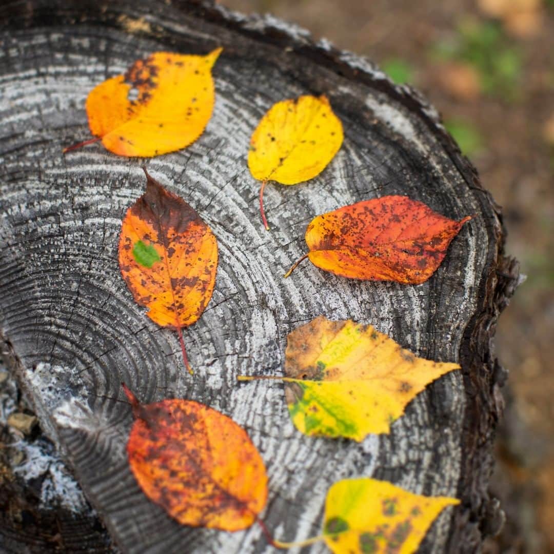土屋鞄さんのインスタグラム写真 - (土屋鞄Instagram)「公園を散策していると、すっかり秋の装いに。赤や黄色、色とりどりに染まった落ち葉に、季節の移ろいを感じました。皆さんは、どんな時に秋を感じますか？ ・ #秋 #紅葉 #落ち葉 #自然 #季節を愉しむ #散策 #土屋鞄 #土屋鞄製造所 #Tsuchiyakaban」11月13日 17時06分 - tsuchiya_kaban