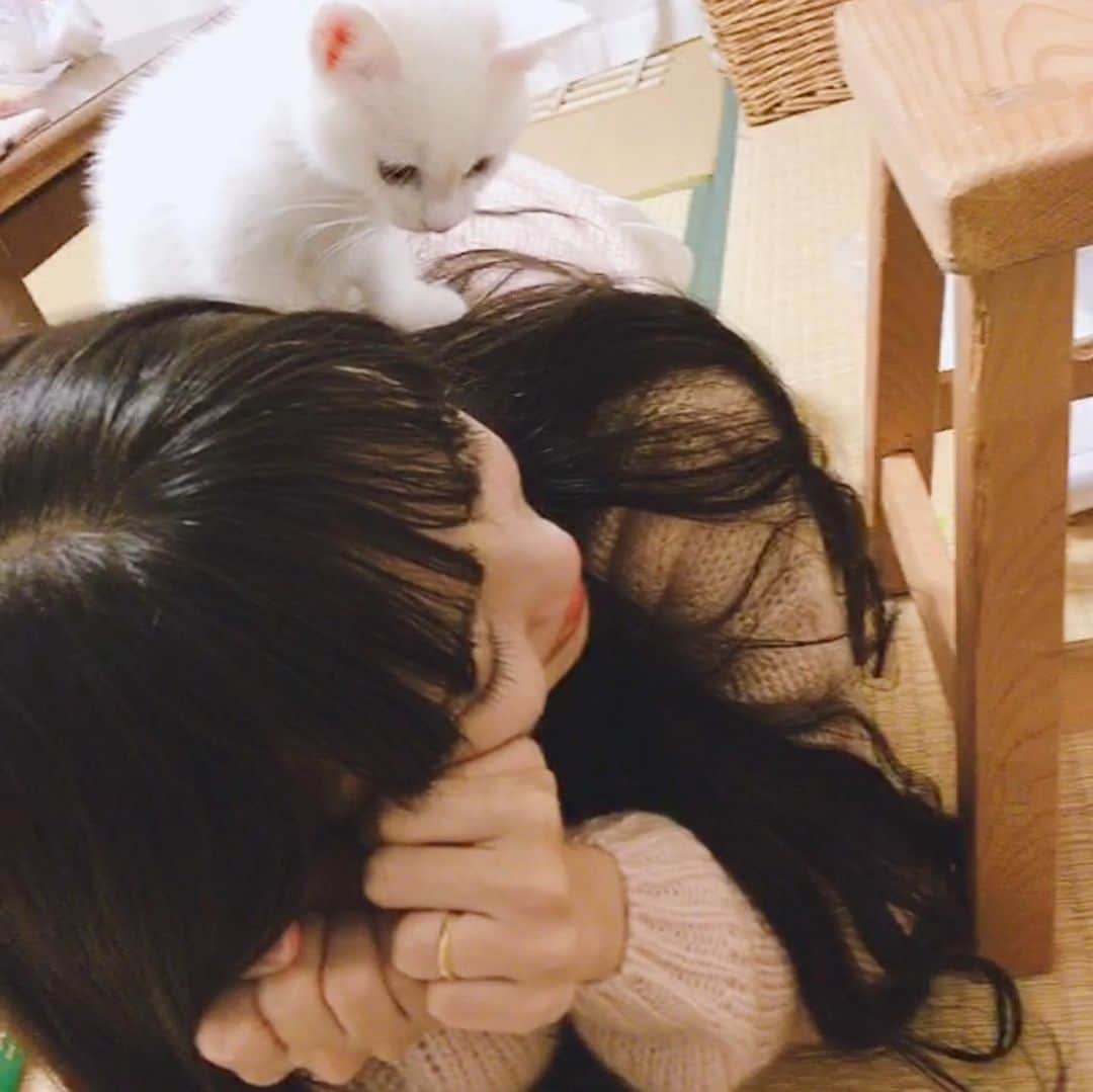 酒元麻衣（まいへー）のインスタグラム：「ありさ家の天使🤫♡ 素敵な飼い主に出会えて良かったね😽 人懐っこくてすぐロックオンするし、背中にのるし愛おしい😽また遊びに行くね♡」