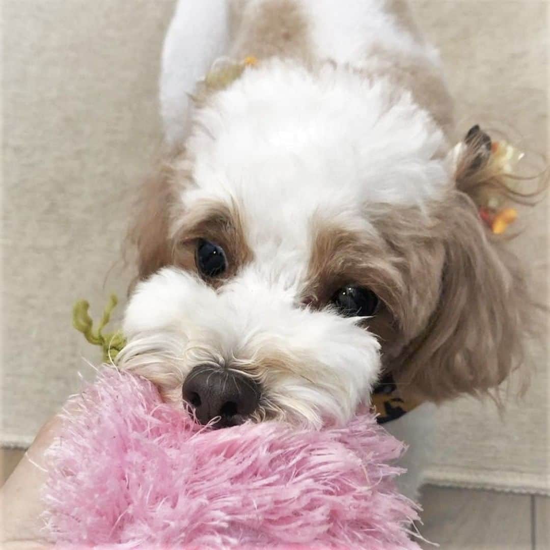 DogHuggyのインスタグラム：「＼🐶わんちゃん豆知識クイズ🐶／⠀ 今週も好評だったわんちゃんの[食]からの出題です🐾⠀ ⠀ ⠀ ■問題：この中でわんちゃんが食べられないものは？⠀ ①大豆⠀ ②タマネギ⠀ ③りんご⠀ ⠀ あなたは正解がわかりますか？？👀⠀ ⠀ わかった方はコメント欄で教えてくださいね～！🖊✨⠀ ⠀ ⠀ #poodle #poodlesofinstagram #instadog #dog #dogstagram #doglover #pet #instapet #プー #プードル #犬 #いぬ#わんこ #犬のいる生活 #いぬすたぐらむ #いぬばか #いぬら部 #いぬ部 #ドッグホスティング #ドッグホスト #doghuggy #ドッグハギー⠀ #おうちでお預かり」