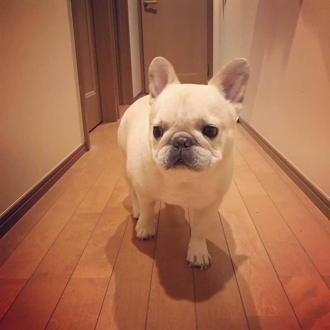 タニム（マーブル母）のインスタグラム：「* 2階の廊下にはマーブルのトイレがあり、就寝前に してもしなくても必ず行くのがルーチンです✨ * #マーブルルーチン #してもしなくても必ず褒めます #私のアモーレ🐷❤️」