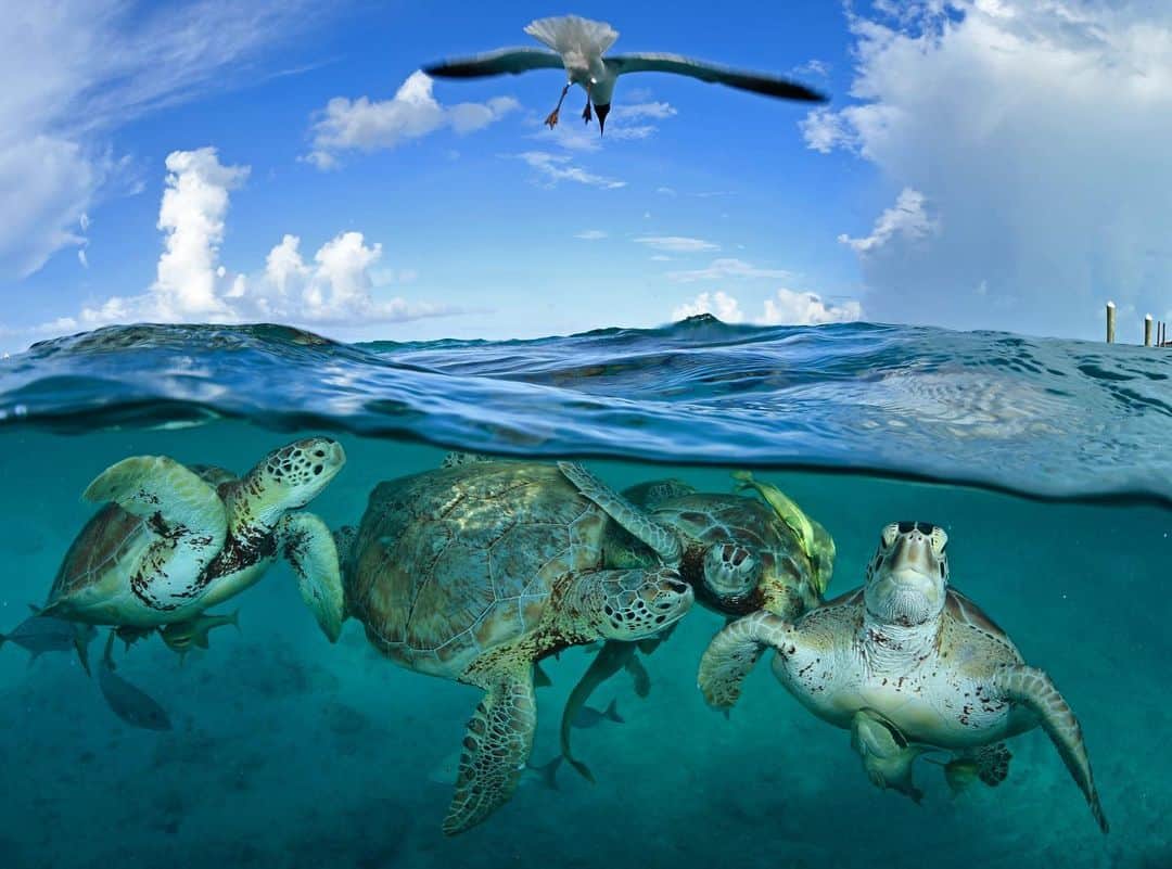 Thomas Peschakのインスタグラム：「During Christopher Columbus’ Caribbean voyage of 1494 green sea turtles were said to have been so numerous that his ships came close to running aground on them. Apparently, his crew could walk to shore on the backs of turtles without getting wet. Scientists estimate that the adult green turtle population of the prehistoric Caribbean amounted to more than 33 million. I found accurate present day estimates for the Caribbean hard to come by, but the entire global green turtle population is probably only around 2-3 million. Green turtles are still classified as Endangered, but are generally recovering well in the Atlantic. At locations like Little Farmer’s Cay in the Bahamas they can be encountered and observed with ease. Here a fledgling ecotourism project run by fishermen (some of who used to hunt turtles) uses shellfish scraps to attract and temporarily concentrate wild green turtles around the government dock. Lacking a time machine it is impossible for me to show you what a pristine Caribbean green turtle population actually looked like, but I hope that this image provides just a fraction of a glimpse of what bounty this sea once held. Shot on assignment for @NatGeo in partnership with @fonassociation Check out the full story in the October 2019 issue of @NatGeo magazine #seaturtles #turtle #underwater #diving #bahamas🌴」
