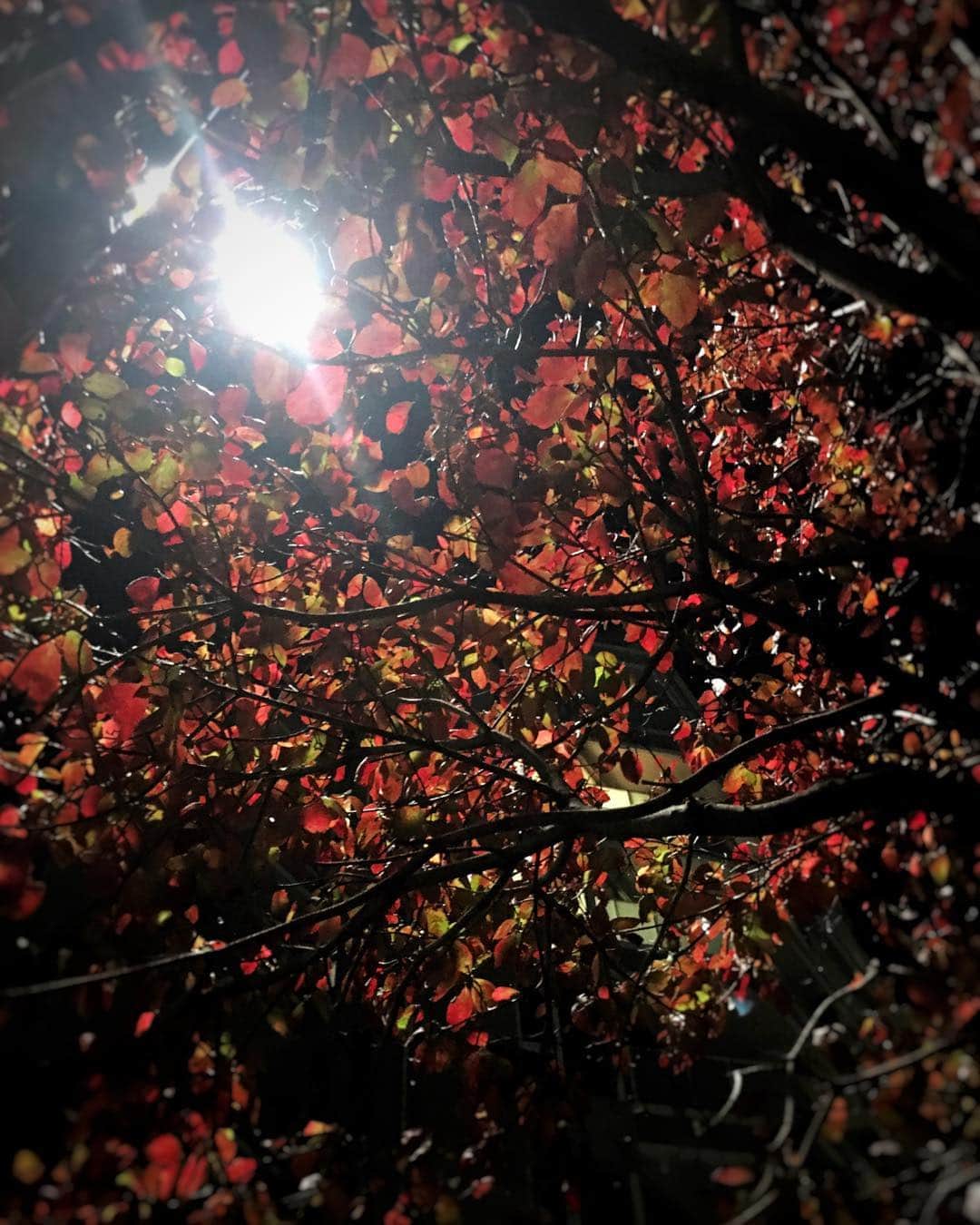 堀内敬子さんのインスタグラム写真 - (堀内敬子Instagram)「秋を感じてパチリ。  今日はセーターを着てしまいました。  寒くなりそうです。 体調気をつけなくてはね。  #秋 #立ち止まってパチリ」11月13日 21時13分 - horiuchi_keiko