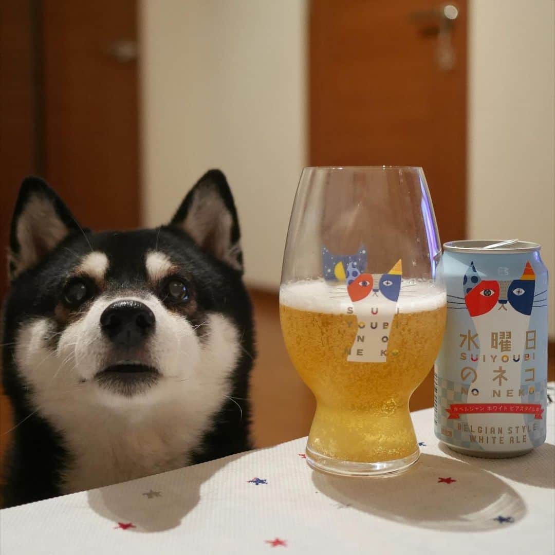 のインスタグラム：「🍺 週の真ん中水曜日はやっぱり水曜日のネコ🐈 #水曜日のネコ #水曜日のマメ #水曜日のイヌ #ヤッホーブルーイング #yonayonabeerworks #目線の先にはおやつ #黒柴 #黑柴 #柴犬 #和犬 #日本犬 #カメラ目線犬 #晩酌犬 #モデル犬 #癒し犬 #いぬら部 #ふわもこ部 #柴犬部 #モフモフ生命体 #柴犬のいる暮らし #わんこのいる暮らし #わんこのいる生活 #わんこと一緒 #柴犬と一緒 #柴犬のいる生活 #柴犬のいる暮らし #わんダフォ #わんだふるjapan」