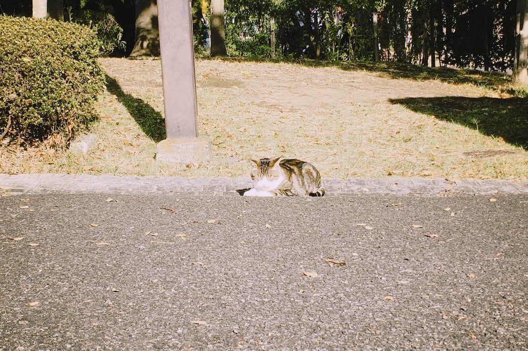 岡本至恩さんのインスタグラム写真 - (岡本至恩Instagram)「猫様。  #朝一 #猫様 #写ってルンです」11月13日 21時32分 - seanokmt