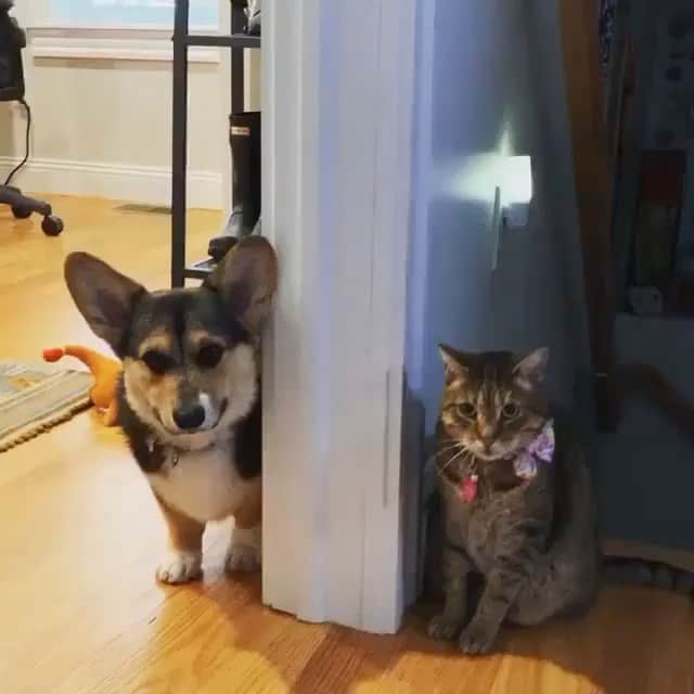 The Critter Havenのインスタグラム：「Friendship  Video by @marty.mcfloof  #TheCritterHaven」