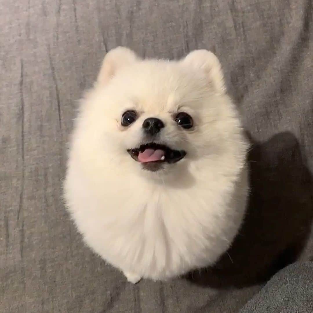 和田えりかさんのインスタグラム写真 - (和田えりかInstagram)「とうふくん」11月13日 21時47分 - _wadaerika