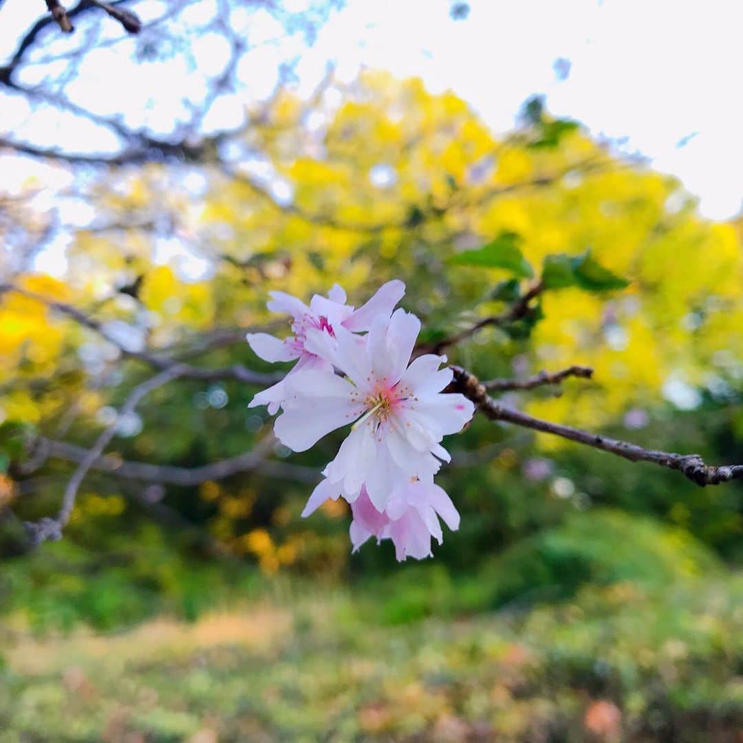 吉田万葉さんのインスタグラム写真 - (吉田万葉Instagram)「紅葉🍁と桜🌸 この前ピク📸  #紅葉 #十月桜 #秋コーデ #ニット #jk #jk1 #girl #outfit #Instagram」11月13日 22時05分 - manyo.0122