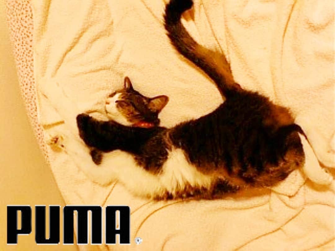 新山大さんのインスタグラム写真 - (新山大Instagram)「我が家の猫はプーマの寝相🐱 #猫 #寝相 #PUMA #プーマ」11月13日 22時08分 - dai_niiyama