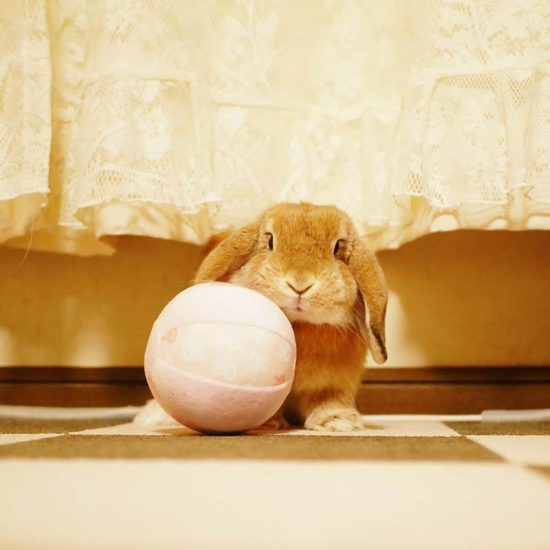のインスタグラム：「一緒にボールあそびする？ ＊ ＊ ＊ #うさぎ #rabbit #bunny #ふわもこ部  #WeeklyFluff #igersjp  #tokyocameraclub #東京カメラ部  #神戸カメラ部  #bunnystagram  #うさぎ部 #ホーランドロップ #hollandlop  #ファインダー越しの私の世界 #art_of_japan #aoj_bokeh」