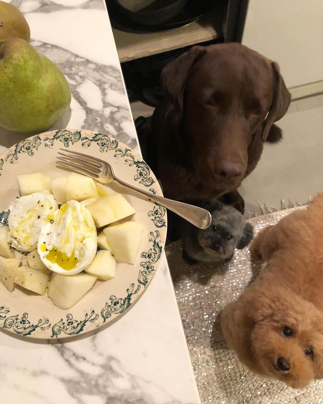 masakiさんのインスタグラム写真 - (masakiInstagram)「おひとりさま晩ご飯🍐犬付き いつもお世話になっている山形の佐藤繊維 @boxermasa さんからおっきな山形のラフランスが 届きました。 ラフランスとおフランス大好き♡ 帰りにチーズ買ってオリーブオイルまわしがけーの、 ブラックペッパーゴリゴリ！ ひとり贅沢に堪能いたしました。 ぼぼちゃん、ひたすらお祈り中ちう 今日は兄貴たちのシャンプーディでした。 留守番頑張ったから、ちょっぴりあげる♪」11月13日 22時42分 - mogurapicassowols