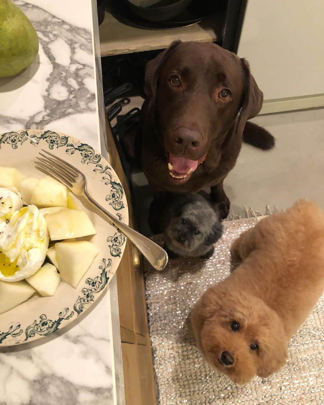 masakiさんのインスタグラム写真 - (masakiInstagram)「おひとりさま晩ご飯🍐犬付き いつもお世話になっている山形の佐藤繊維 @boxermasa さんからおっきな山形のラフランスが 届きました。 ラフランスとおフランス大好き♡ 帰りにチーズ買ってオリーブオイルまわしがけーの、 ブラックペッパーゴリゴリ！ ひとり贅沢に堪能いたしました。 ぼぼちゃん、ひたすらお祈り中ちう 今日は兄貴たちのシャンプーディでした。 留守番頑張ったから、ちょっぴりあげる♪」11月13日 22時42分 - mogurapicassowols