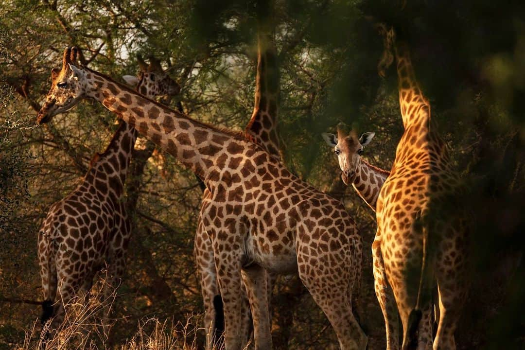 ナショナルジオグラフィックさんのインスタグラム写真 - (ナショナルジオグラフィックInstagram)「Photos by @brentstirton | // Supported by Nat Geo Society/Wyss Campaign for Nature committed to protecting 30% of the planet by 2030. // African Parks is a nonprofit conservation organization that takes on the rehabilitation and management of national parks, in partnership with governments and local communities. I photographed in five parks, and in the course of that whirlwind tour, I caught a glimpse of the extraordinary effort to conserve endangered species in some of the toughest places. This included black rhino care and translocation, rare Kordofan giraffes, West African lions and crocodiles, and the world’s largest elephant herd. African Parks currently manages 16 national parks and protected areas in 10 countries, covering almost 11 million hectares. That represents the largest and most diverse portfolio of parks under management on the African continent. They do this job with a skeleton crew, often living in spartan conditions for years at a time. It’s an incredible effort to ensure the survival of a global conservation heritage. Their goal to is have 20 parks under management by 2020. I’m very grateful to all the AP people who helped us tell their story.  @africanparksnetwork #conservation #endangeredspecies #campaignfornature」11月13日 22時51分 - natgeo