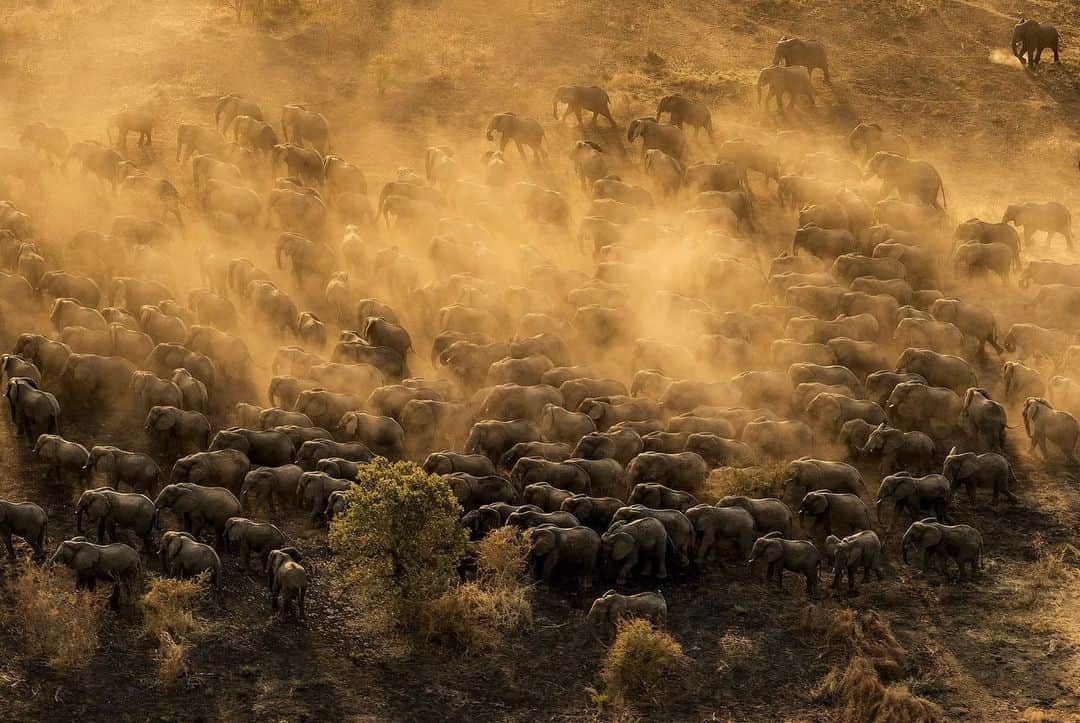 ナショナルジオグラフィックさんのインスタグラム写真 - (ナショナルジオグラフィックInstagram)「Photos by @brentstirton | // Supported by Nat Geo Society/Wyss Campaign for Nature committed to protecting 30% of the planet by 2030. // African Parks is a nonprofit conservation organization that takes on the rehabilitation and management of national parks, in partnership with governments and local communities. I photographed in five parks, and in the course of that whirlwind tour, I caught a glimpse of the extraordinary effort to conserve endangered species in some of the toughest places. This included black rhino care and translocation, rare Kordofan giraffes, West African lions and crocodiles, and the world’s largest elephant herd. African Parks currently manages 16 national parks and protected areas in 10 countries, covering almost 11 million hectares. That represents the largest and most diverse portfolio of parks under management on the African continent. They do this job with a skeleton crew, often living in spartan conditions for years at a time. It’s an incredible effort to ensure the survival of a global conservation heritage. Their goal to is have 20 parks under management by 2020. I’m very grateful to all the AP people who helped us tell their story.  @africanparksnetwork #conservation #endangeredspecies #campaignfornature」11月13日 22時51分 - natgeo