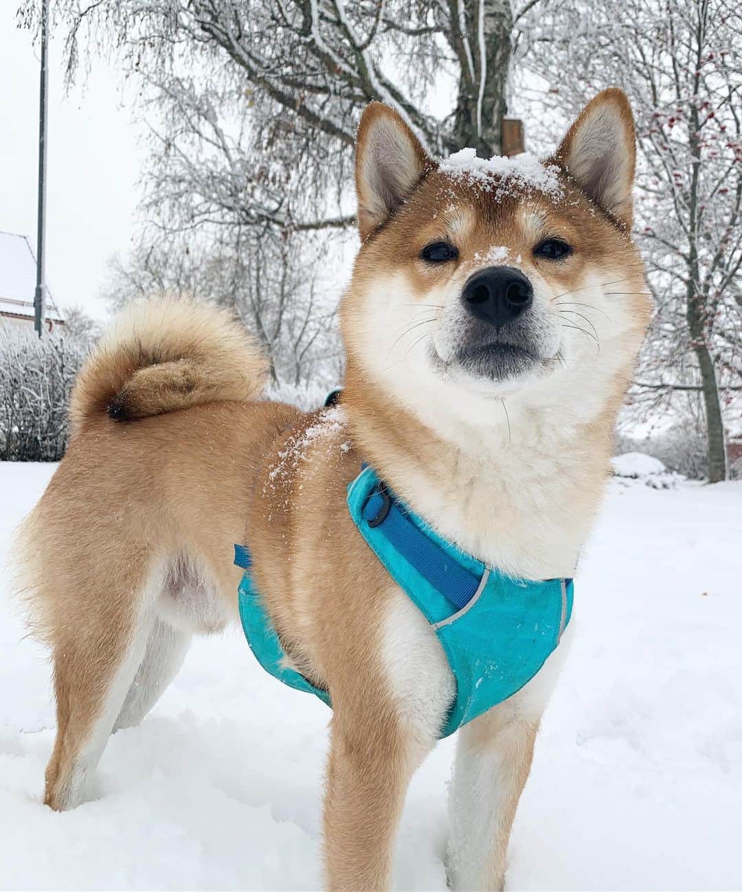 ?Fricko the Shiba Inu?のインスタグラム：「We need more snow ⛄️!! 🐾 🐾 #Fricko #🐶 #☀️ #shiba #shibainu #dog #柴犬 #赤柴  #adorable #shibalovers #shibaholics  #dogoftheday  #weeklyfluff #aww #dogstagram  #dogscorner #puppiesofinstagram #shibapuppy」