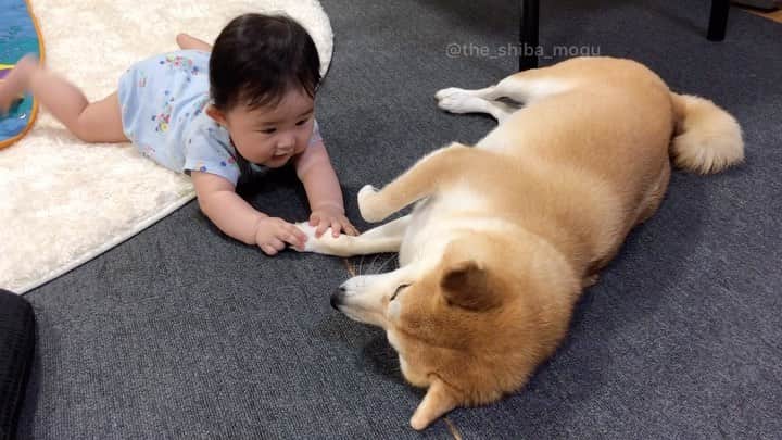 Moguのインスタグラム：「. ちょっと前の動画なの。 #手相占い #長すぎて2倍速 #そいえば最近お手手触られなくなったな #飽きるのはや . @the_shiba_mogu  #柴犬 #shibainu #shiba#赤柴 #redshiba#犬 #dog#しばいぬ#nannydog#犬と子供#子供と犬#柴犬と子供#柴#赤ちゃんと犬#犬と赤ちゃん#柴犬と赤ちゃん#赤ちゃんと柴犬#柴犬のいる暮らし#子守犬」