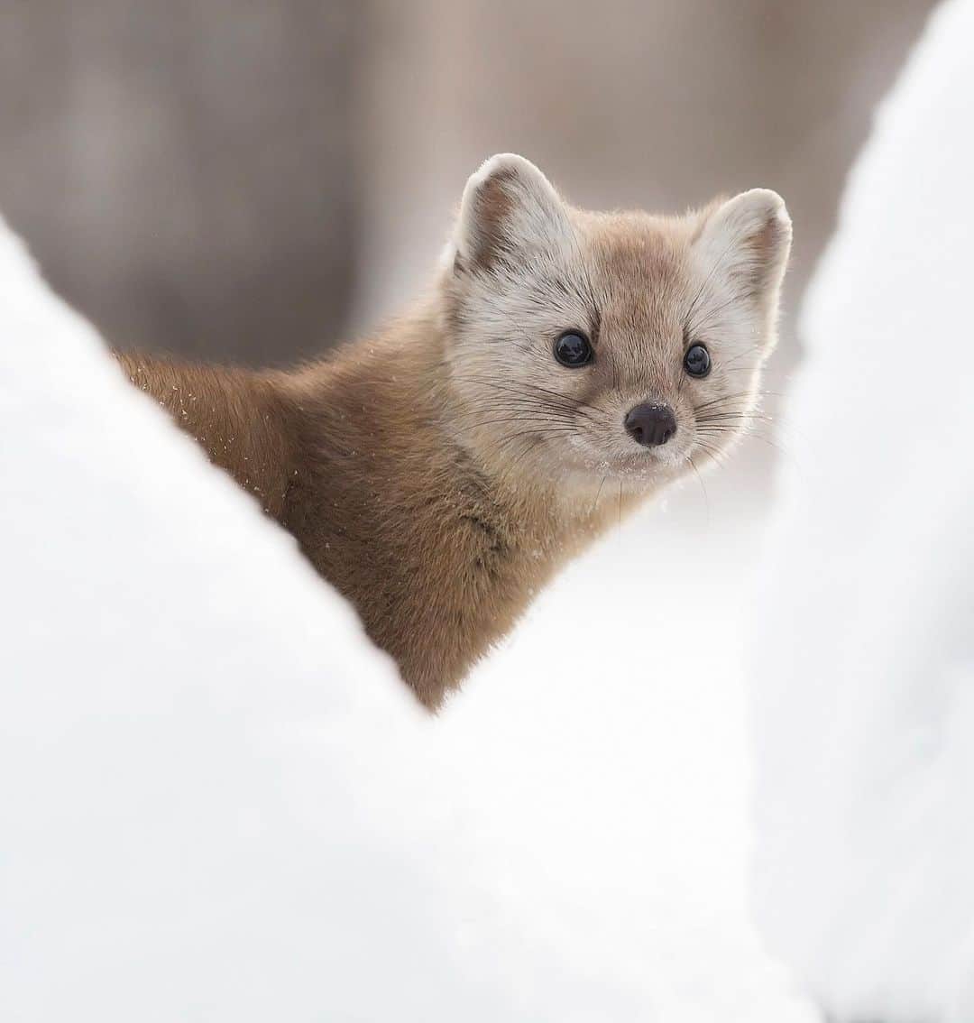 Chase Dekker Wild-Life Imagesのインスタグラム：「Still in the process of downloading thousands of images and deciding where to begin. In the meantime, here’s a new click of a pine marten from my week spent with these sleek hunters in eastern Canada. While you can find these weasels wandering around the forests of North America any month, winter tends to be the best time to find them.」