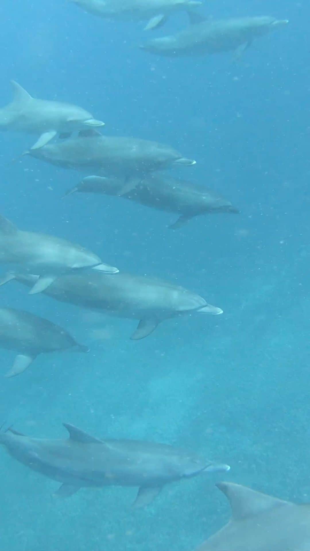 フランコ・ディ・サントのインスタグラム：「Nadando con animales increíbles , respetando su habitad y por sobre todo muy pero muy feliz de verlos como tiene q ser , en LIBERTAD !!! #delfines #dolphins #freedom #free #libres #feliz」