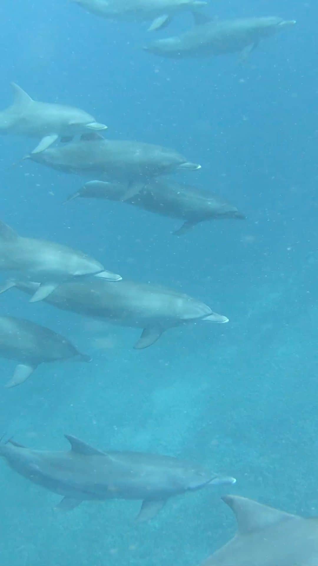 のインスタグラム：「Nadando con animales increíbles , respetando su habitad y por sobre todo muy pero muy feliz de verlos como tiene q ser , en LIBERTAD !!! #delfines #dolphins #freedom #free #libres #feliz」