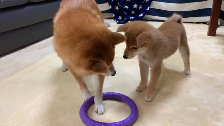 豆柴 サニーちゃんのインスタグラム