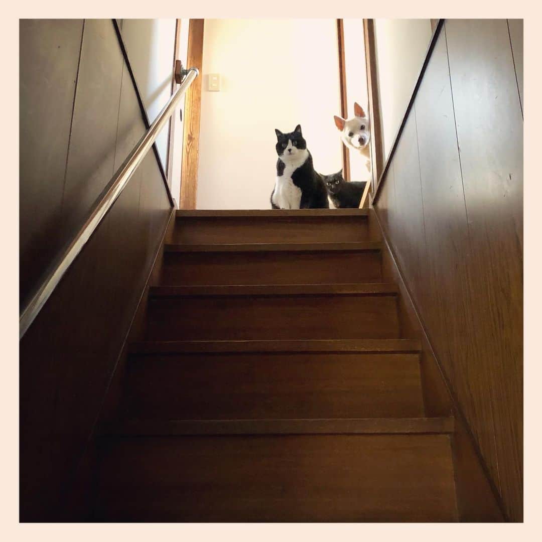 パンといっぴきさんのインスタグラム写真 - (パンといっぴきInstagram)「#stairsgram  #犬と猫 #元保護犬 #元野良猫 #元保護猫 #雑種犬 #白黒猫 #ハチワレ #黒猫 #catanddog #crossbreed #blackandwhitecat #blackcat #tuxedocat」12月12日 19時34分 - kwhr725