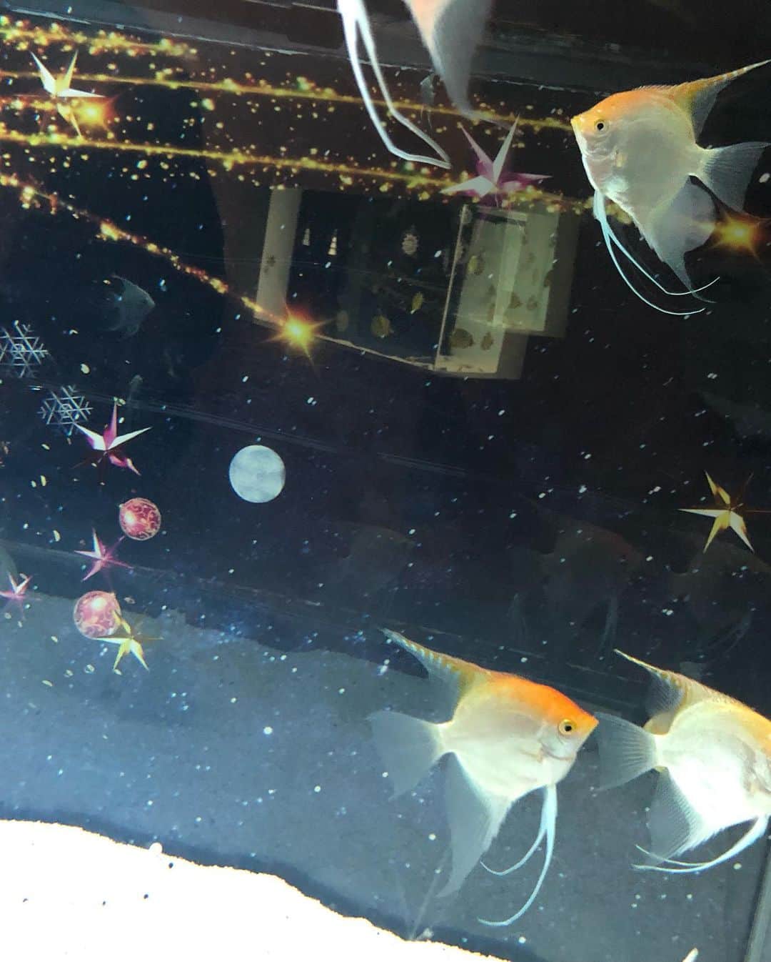 まさき沙耶さんのインスタグラム写真 - (まさき沙耶Instagram)「maxell アクアパーク品川に行ってきました🐠💓. NAKEDとのコラボレーションでキラキラでした✨. ドルフィンショーがクリスマスバージョンでほんとに幻想的でおすすめ🎅🐟🎄✨. . #maxell #アクアパーク品川 #nakedstaraquarium #水族館 #星空のクリスマス  #イルカかわいい🐬 #aquarium #shinagawa #お出かけ記録」12月12日 20時22分 - saya_masaki