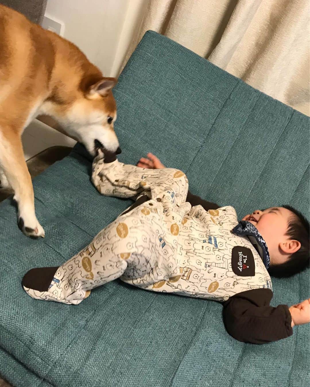 高橋みゆきのインスタグラム：「クラ吉の逆襲🐶💨😆 #クラ吉お兄 #いきなりスイッチ入った #心坊大喜び」