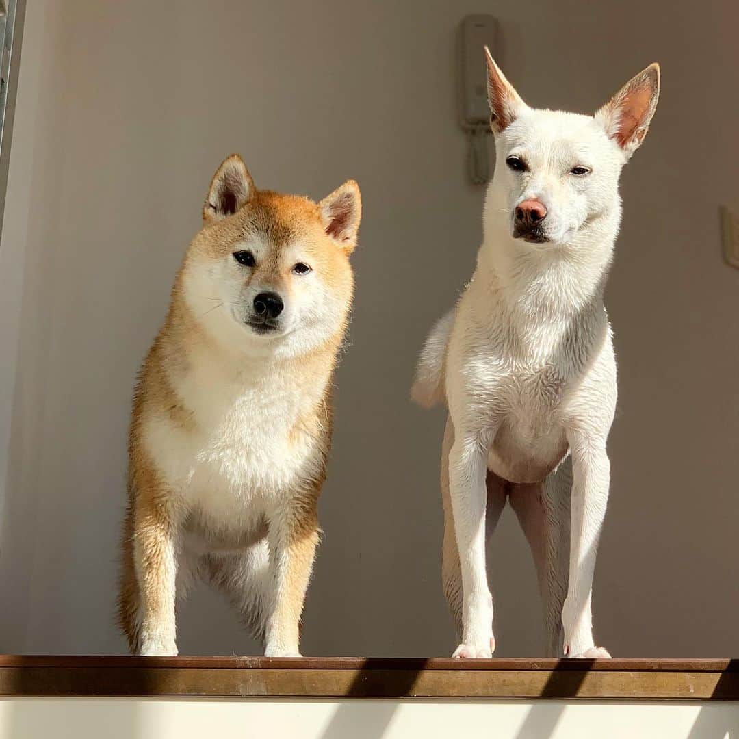 柴犬ハル 保護犬すずさんのインスタグラム写真 柴犬ハル 保護犬すずinstagram ハル姉ちゃん やっぱり 足短いね ハルの短足疑惑 すずが長すぎるんだよねハル おかーしゃーんは最近この2匹が 霜降り明星 に見えて仕方がない 柴犬 柴