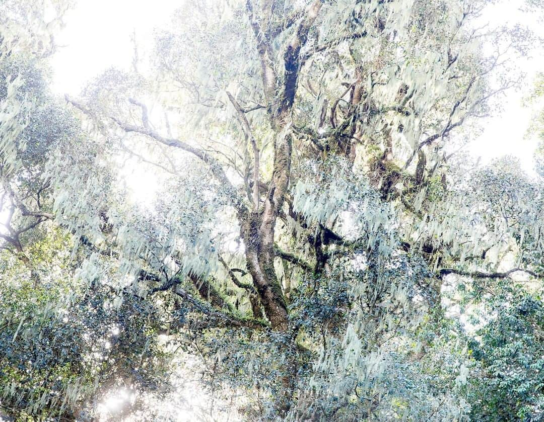 ナショナルジオグラフィックさんのインスタグラム写真 - (ナショナルジオグラフィックInstagram)「Photo by @williamodaniels | Trees in the forest of Mount Morungole in Uganda, on the border of Kenya and South Sudan. Even at an altitude of 2,500 meters, this virgin forest has been impacted by human presence, scientists say. In 2016, as part of an assignment for the magazine, I followed a group of American and Ugandan researchers on Morungole as they undertook a biodiversity inventory of vertebrates and symbionts. Follow me on @williamodaniels for more human stories around the world.」12月12日 20時38分 - natgeo