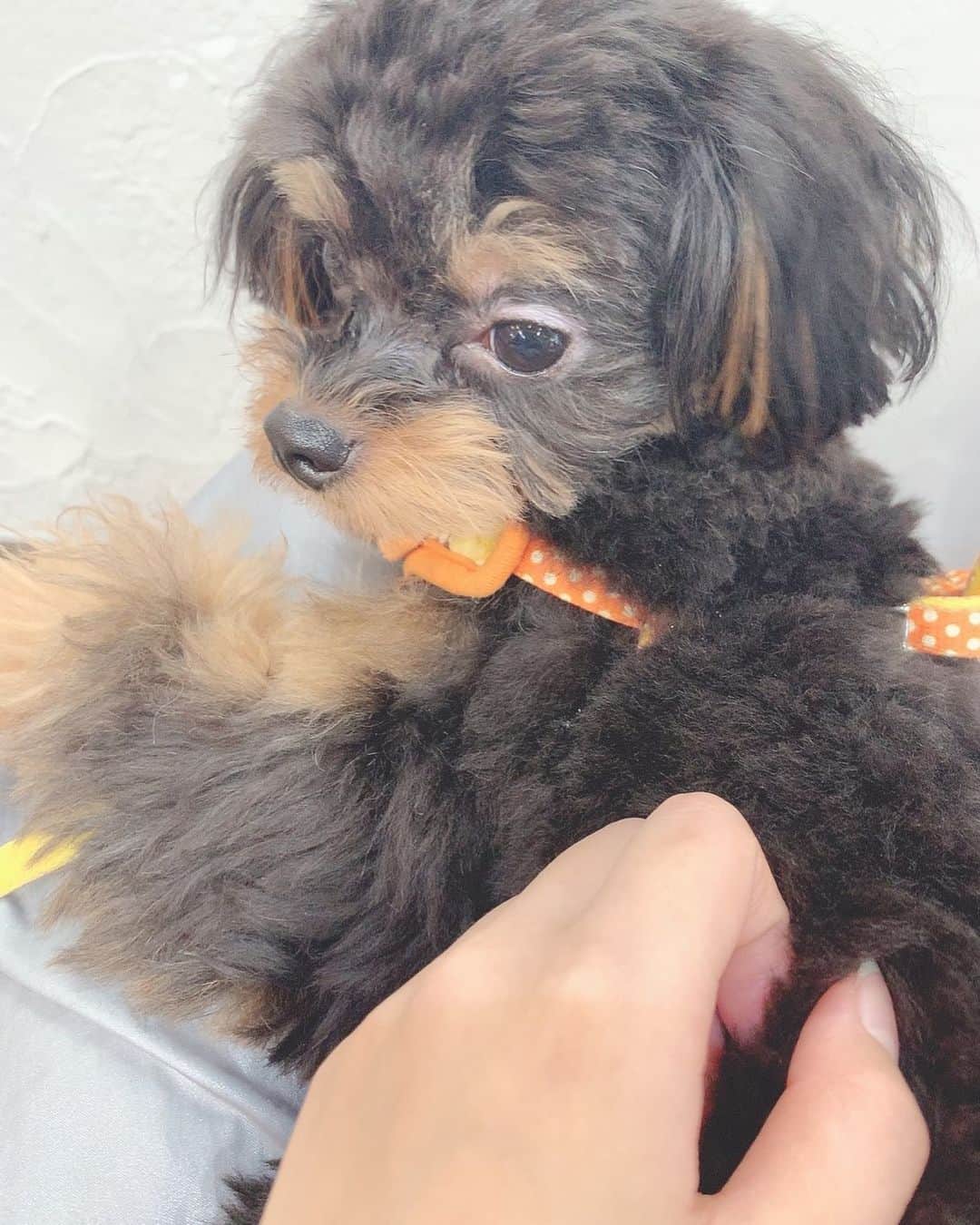 倉田夏希のインスタグラム：「♡ . 久々にちくわとお出かけ💕 . 一緒に美容院💇🏻‍♀️ ずーっと愛想振りまいてて どんだけ人すきなの〜😂💕 . たくさん可愛がってもらえて よかったねえ🌼 . . #チワプー #ハーフ犬 #ミックス犬 #いぬすたぐらむ #dogstagram #Chihuahua #poodle」