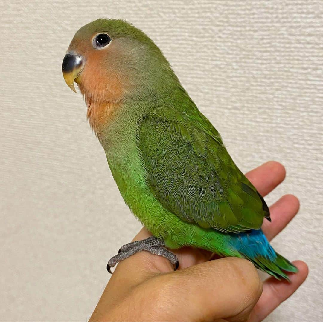 新田朝子さんのインスタグラム写真 - (新田朝子Instagram)「【家族が増えました】 . #コザクラインコ の「すだち」です。通称「ちっち」ちゃん。小学生の頃から高校生の頃までセキセイインコを飼っていたので、インコがずっと好きでした❤️ . #ラブバード と呼ばれるほど愛情深い、コザクラインコ。これからどんな表情を見せてもらえるのか楽しみです😘まだまだ我が家が落ち着かなさそう、、 . #lovebird #pet #bird #インコ好きな人と繋がりたい #ヒナ #インコスタグラム #動物好き #ペット #🦜」12月12日 21時18分 - asako.nitta