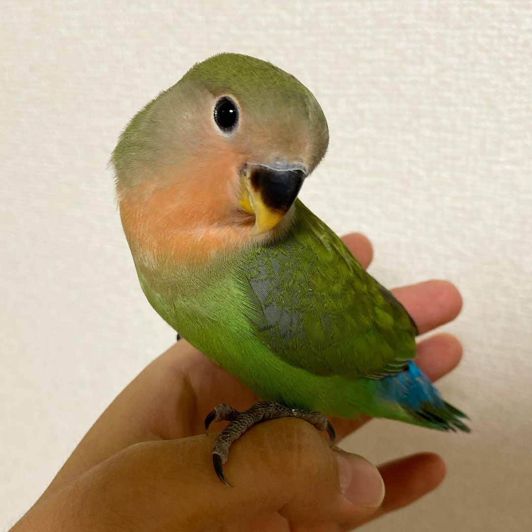 新田朝子さんのインスタグラム写真 - (新田朝子Instagram)「【家族が増えました】 . #コザクラインコ の「すだち」です。通称「ちっち」ちゃん。小学生の頃から高校生の頃までセキセイインコを飼っていたので、インコがずっと好きでした❤️ . #ラブバード と呼ばれるほど愛情深い、コザクラインコ。これからどんな表情を見せてもらえるのか楽しみです😘まだまだ我が家が落ち着かなさそう、、 . #lovebird #pet #bird #インコ好きな人と繋がりたい #ヒナ #インコスタグラム #動物好き #ペット #🦜」12月12日 21時18分 - asako.nitta