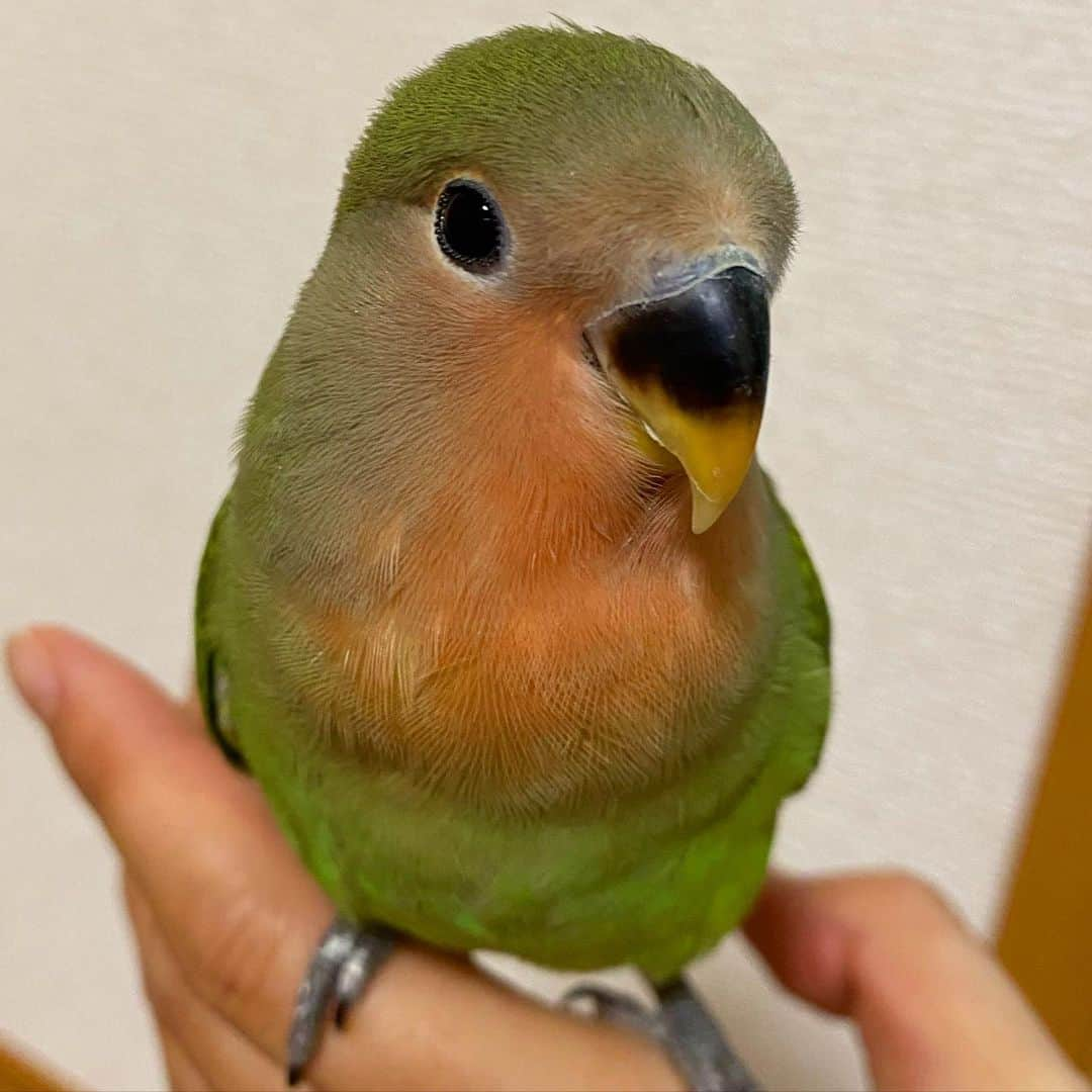 新田朝子さんのインスタグラム写真 - (新田朝子Instagram)「【家族が増えました】 . #コザクラインコ の「すだち」です。通称「ちっち」ちゃん。小学生の頃から高校生の頃までセキセイインコを飼っていたので、インコがずっと好きでした❤️ . #ラブバード と呼ばれるほど愛情深い、コザクラインコ。これからどんな表情を見せてもらえるのか楽しみです😘まだまだ我が家が落ち着かなさそう、、 . #lovebird #pet #bird #インコ好きな人と繋がりたい #ヒナ #インコスタグラム #動物好き #ペット #🦜」12月12日 21時18分 - asako.nitta