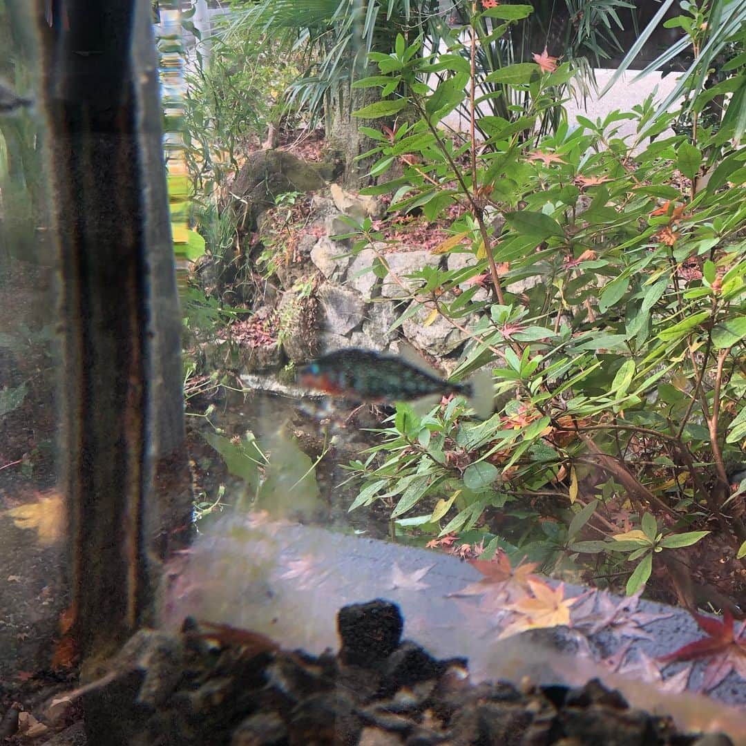 佐伯紅緒さんのインスタグラム写真 - (佐伯紅緒Instagram)「映画撮影見学に行く途中、時間があったので車を借りて郊外へ足を伸ばしました。 中山道・醒井宿。 街道沿いに流れる地蔵川に咲く梅花藻という水中花の合間に、ハリヨという珍しい魚が棲んでいました。 湧き水がとても綺麗でした。日本名水百選のひとつだそうです。  #中山道 #醒井宿 #滋賀観光  #梅花藻 #ハリヨ #日本名水百選」12月12日 21時24分 - beniosaeki