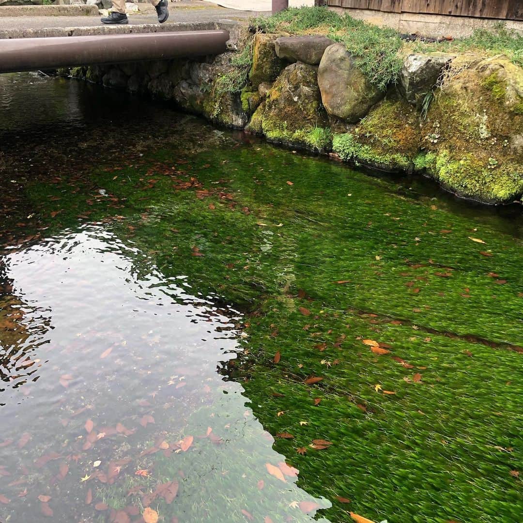 佐伯紅緒さんのインスタグラム写真 - (佐伯紅緒Instagram)「映画撮影見学に行く途中、時間があったので車を借りて郊外へ足を伸ばしました。 中山道・醒井宿。 街道沿いに流れる地蔵川に咲く梅花藻という水中花の合間に、ハリヨという珍しい魚が棲んでいました。 湧き水がとても綺麗でした。日本名水百選のひとつだそうです。  #中山道 #醒井宿 #滋賀観光  #梅花藻 #ハリヨ #日本名水百選」12月12日 21時24分 - beniosaeki