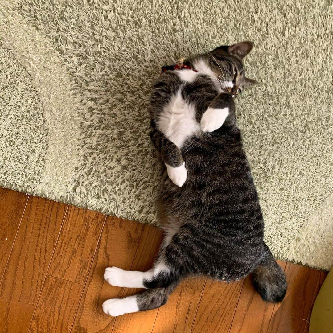 takegaeruのインスタグラム：「クネクネてんちゃん😽 おやすみにゃさい♬ #goodnight  #猫 #cat #よもねこ #よもぎねこ #キジトラ #きじとら」